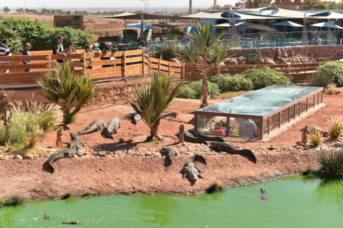 AGADIR CROCODILE & ANACONDA PARK VISIT